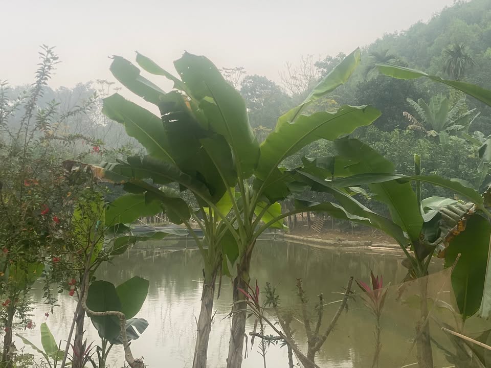 Đất Farm Xã Hà Lộc 5000m² giá 1 tỷ - Siêu phẩm nghỉ dưỡng lý tưởng!