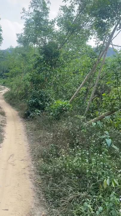 Đất rừng sản xuất Nghĩa Hưng 24000m² - Thích hợp làm trang trại