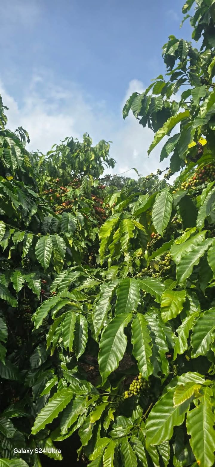 Đất Farm Xã Hoài Đức Huyện Lâm Hà 9798m² giá 70.5 tỷ - Sổ đỏ đầy đủ