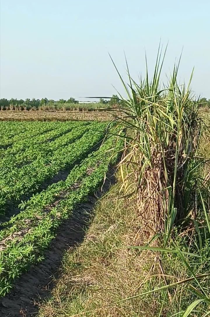 Đất nền 10,000m² tại Mỏ Công, Tân Biên giá chỉ 1 tỷ - Đầu tư sinh lời ngay!