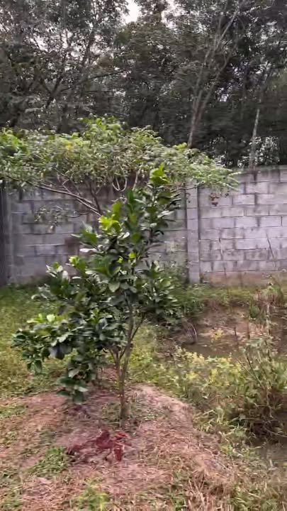 Nhà vườn 3600m² tại xã Bình Lợi, Bình Chánh giá 2.5 tỷ - Cơ hội đầu tư hấp dẫn!