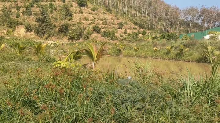 Đất Farm Đắk Ru 4,6ha giá 4 tỷ - Cơ hội hiếm có!