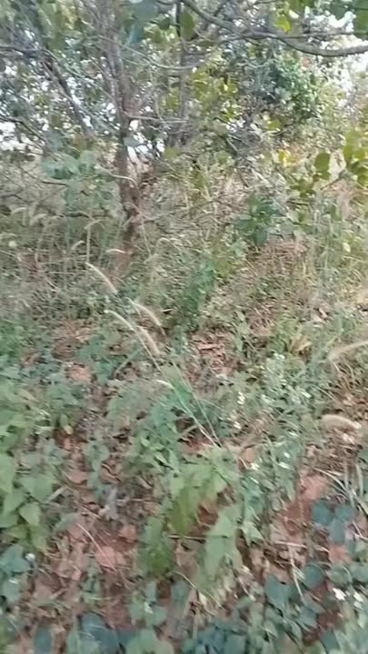 Đất nền 150m² xã Quảng Tân - Giá chỉ 4.2 tỷ - Sẵn sàng cho đầu tư!