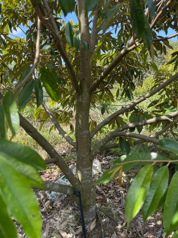 Farm sầu riêng Ea Kar 10.000m² giá 15.3 tỷ - Đầu tư sinh lời ngay!