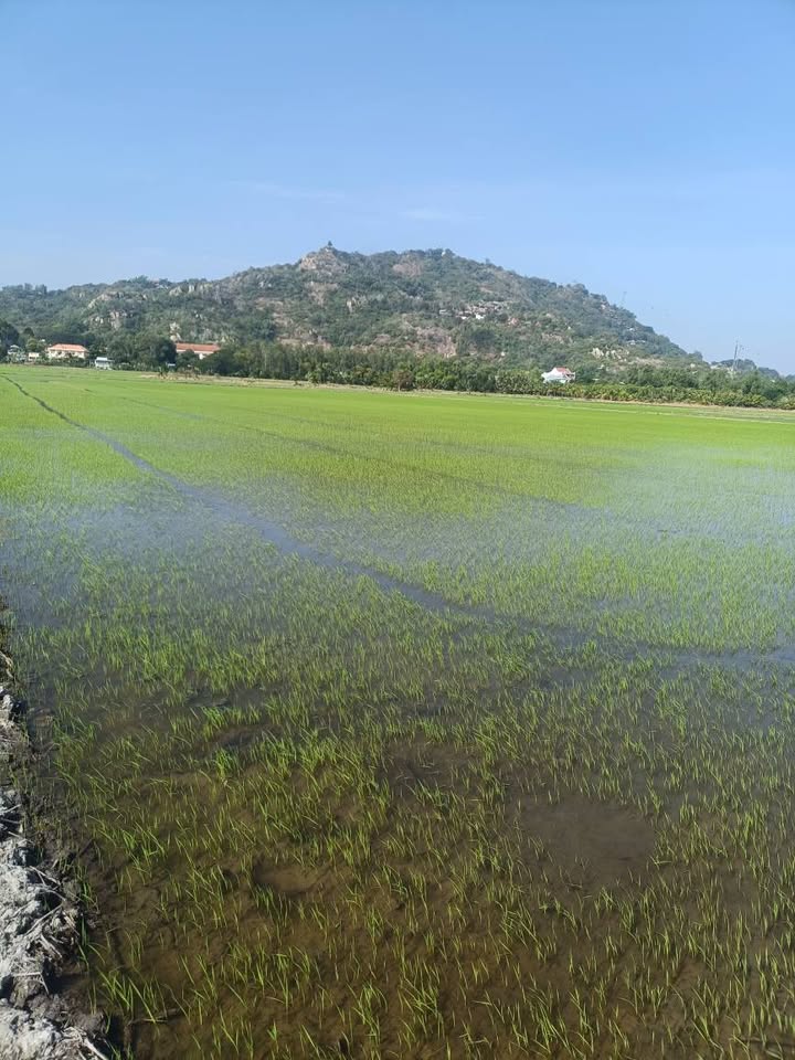 Đất nông nghiệp 6000m² tại Vĩnh Châu, Châu Đốc chỉ 1.32 tỷ - Tiềm năng phát triển cao!