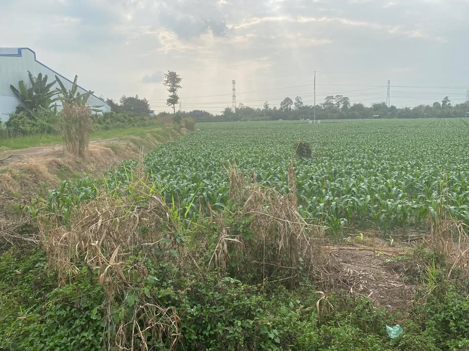 Đất mặt tiền Quốc lộ 91, Thuận Hưng, 1120m² - Cơ hội đầu tư tuyệt vời!