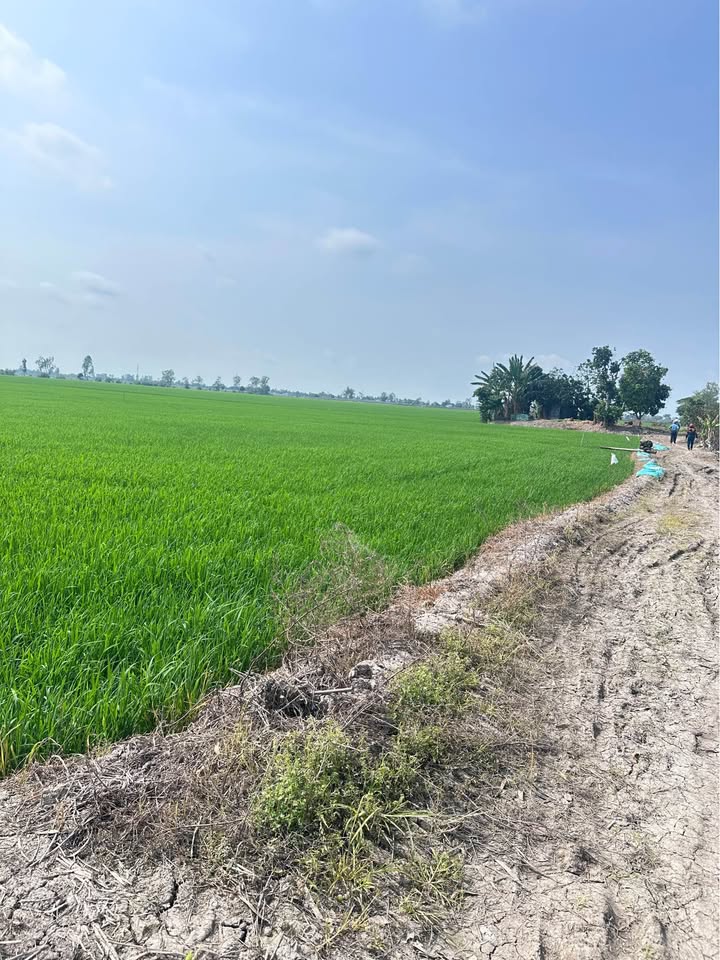 Đất nông nghiệp 16,000m² tại Vĩnh Khánh, Thoại Sơn - Giá chỉ 2.4 tỷ!