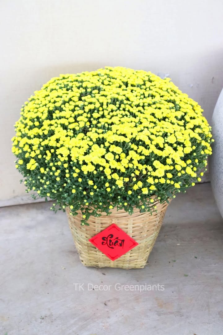 Đất nền khu dân cư 6 Bọng, xã Thạnh Lộc, 111m² giá 425 triệu - Cơ hội đầu tư hấp dẫn!