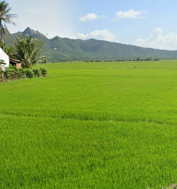 Đất lúa 4 xào tại Thôn Hiền Lương, Vạn Ninh - Giá chỉ 160 triệu