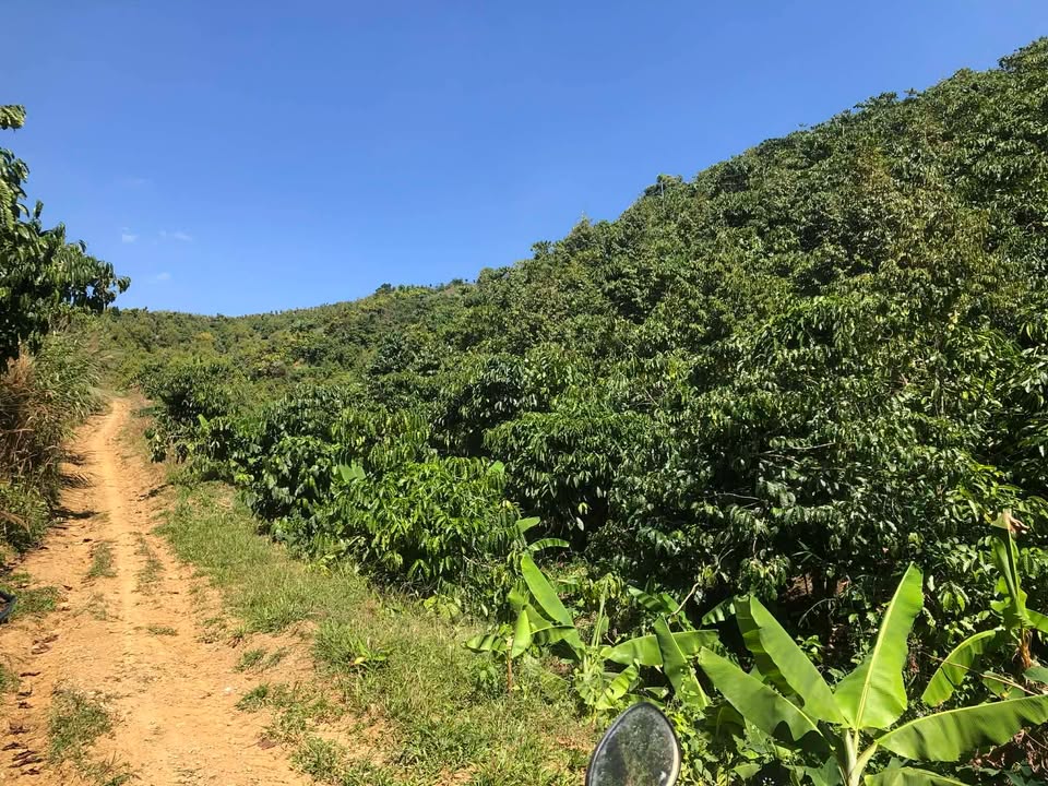 Đất nền xã Hòa Trung, huyện Di Linh 13.000m² giá 3.5 tỷ - Cơ hội đầu tư hấp dẫn!