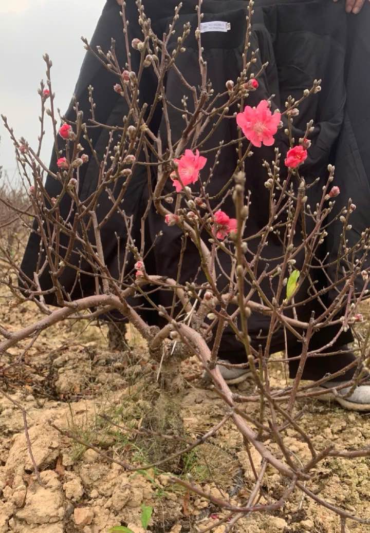 Đất nền khu 5 Đào, Thanh Đình 104m² giá 800 triệu - Vị trí đẹp gần cổng chào!