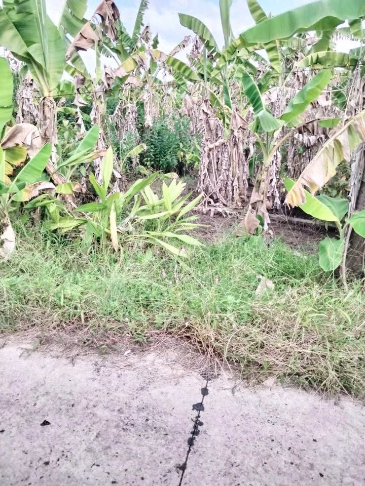 Đất nền 632m² tại Xã Phương Bình, Huyện Phụng Hiệp - Giá chỉ 280 triệu!