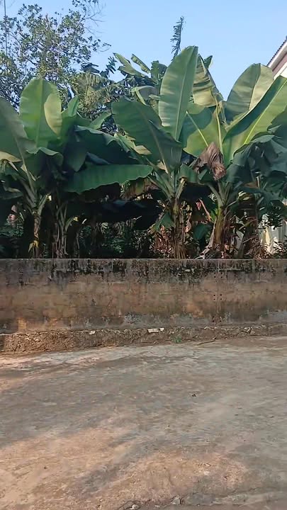 Đất nền 229m² tại Xóm Nghĩa Hưng, Nghĩa Đàn - Gần trường kỹ thuật miền Tây!