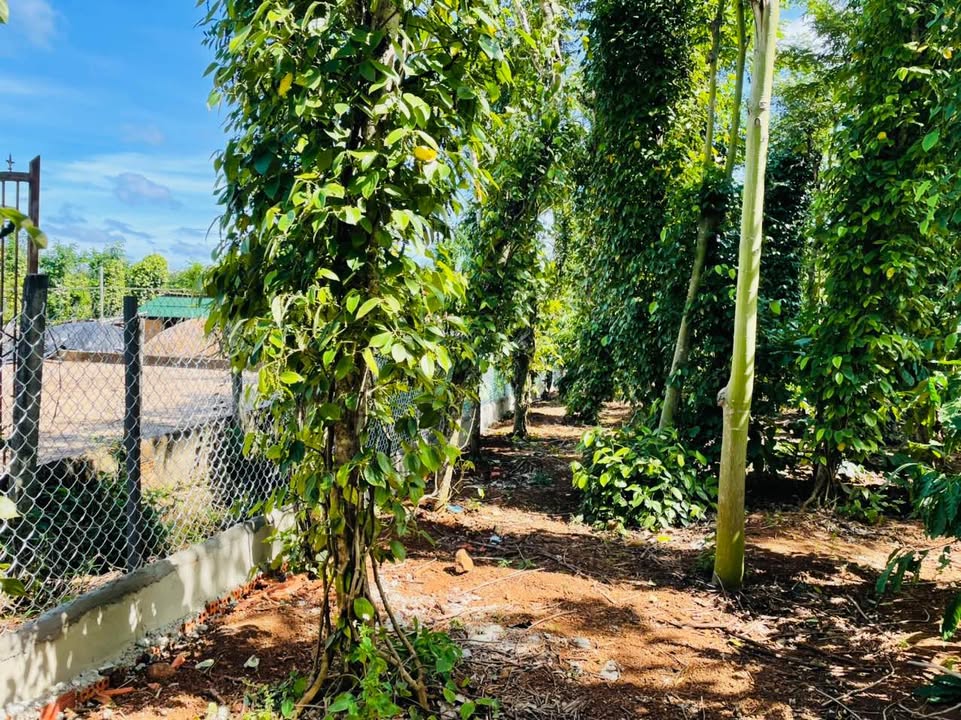 Mảnh vườn 5 sào tại Xã Ea Ning, Huyện Cư Kuin - Giá chỉ 2.65 tỷ, cơ hội đầu tư tuyệt vời!