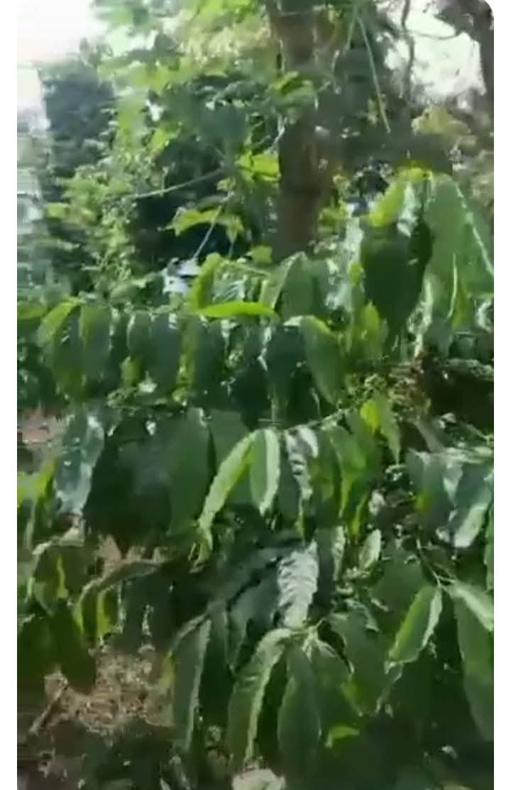 Đất nền 1440m² xã Cư M'gar, Đắk Lắk giá 1.1 tỷ - Đầu tư sinh lời ngay!