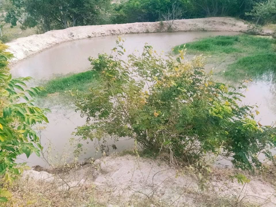 Đất thổ cư Phong Phú, Tuy Phong 19872m² giá 2.07 tỷ - Cơ hội đầu tư hấp dẫn!