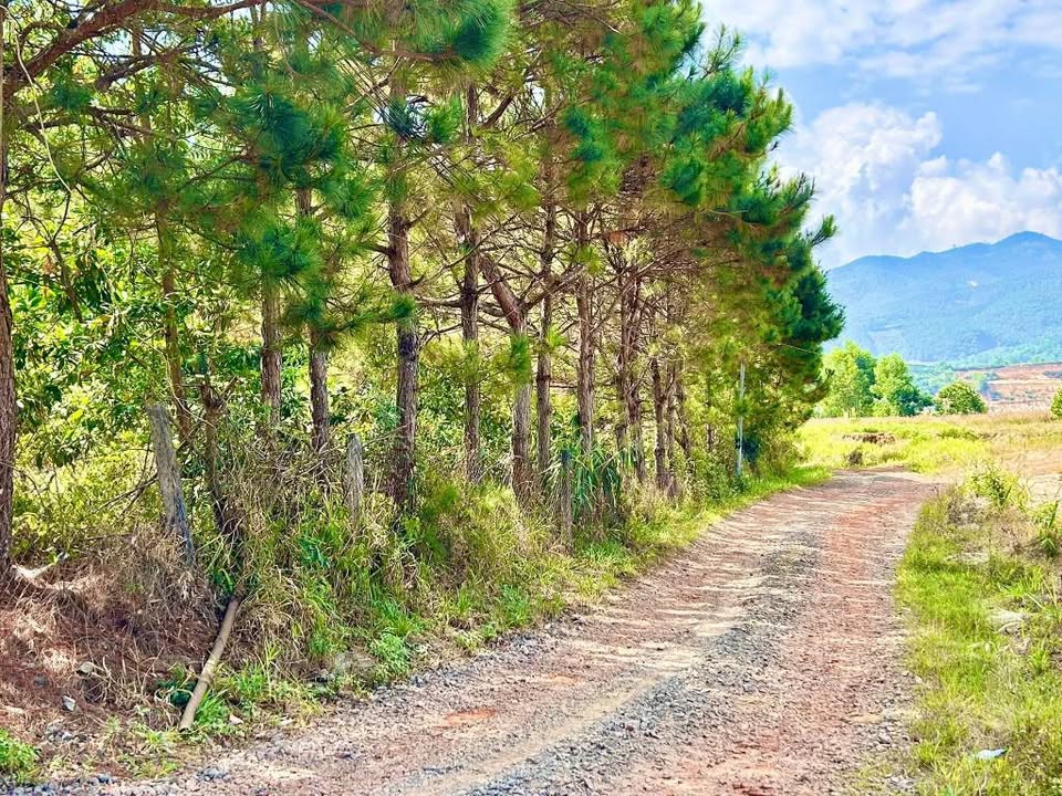 Đất nông nghiệp 1744m² tại hẻm Trương Định, Bảo Lộc - Đầu tư sinh lời