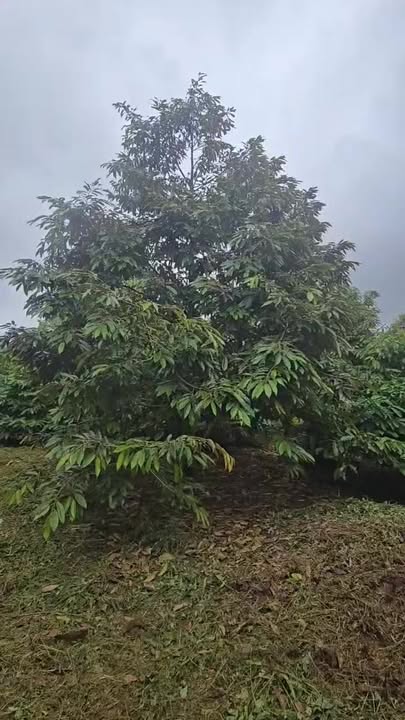 Lô rẫy 1080m² tại Ea Yông, Krông Pắc chỉ 3 tỷ - Cơ hội đầu tư tuyệt vời!