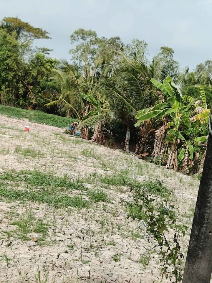 Đất cây lâu năm 1000m² tại Tài Văn, Trần Đề - Giá chỉ 360 triệu!