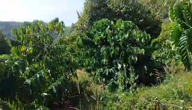 Đất thổ cư 20.000m² xã Quảng Hòa, Đăk Glong giá 4.8 tỷ - Sổ đỏ chính chủ!