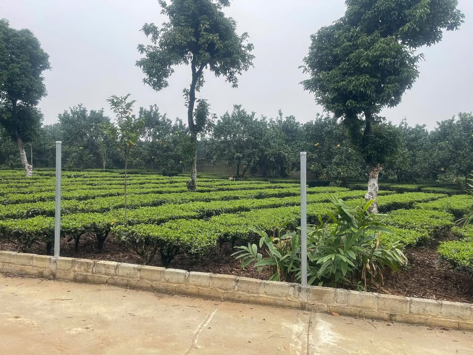 Đất nông nghiệp Yên Kỳ, Hạ Hoà 2000m² - Mặt tiền 25m, không khí trong lành!