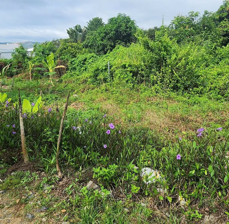 Đất thổ cư Vạn Thạnh, 300m² giá 2.55 tỷ - Sổ đỏ chính chủ, công chứng ngay!