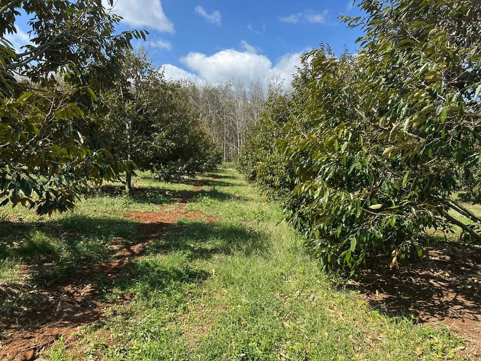 Đất nông nghiệp 4,7ha tại Xã Đăk Yă, Huyện Mang Yang - Cơ hội đầu tư hấp dẫn!