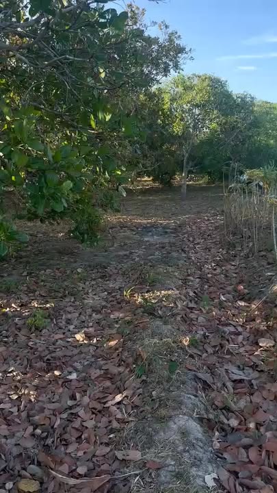 Đất nền 80,000m² tại Ia Mơ, Chư Prông - Cơ hội đầu tư tuyệt vời!