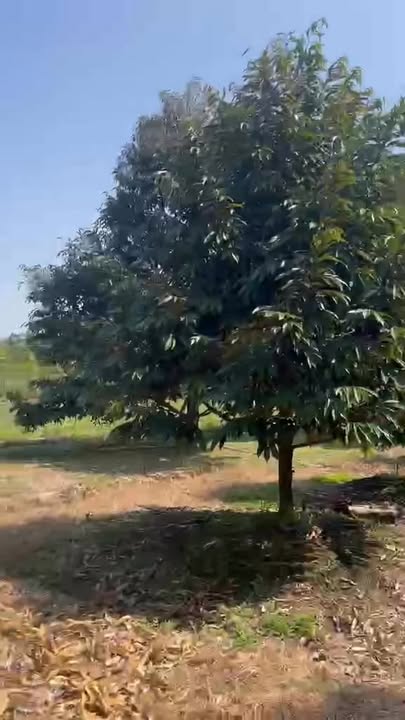 Đất nông nghiệp tại Đạ Lây, Lâm Đồng 2988m² giá 1.8 tỷ - Cơ hội đầu tư tuyệt vời!