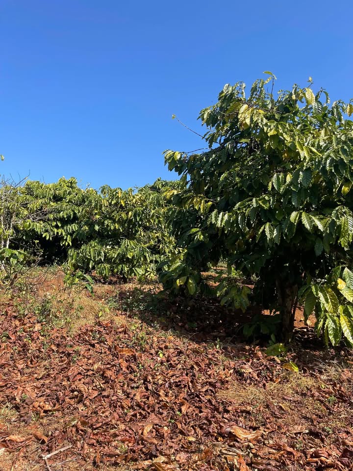 Đất nông nghiệp 2,5ha tại Đăk Djrăng, Mang Yang, Gia Lai - Sổ đỏ chính chủ, đất đỏ bazan