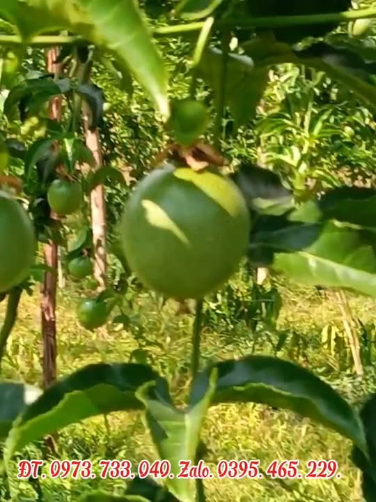 Farm 1,2ha tại Xã Ia Nan, Huyện Đức Cơ - Giá chỉ 1,4 tỷ - Nguồn nước ổn định!