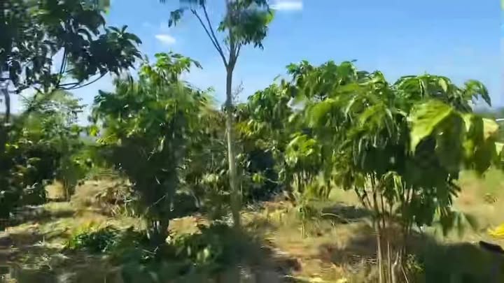 Đất nền 12.960m² tại Đăk Nia, Lâm Đồng - Giá chỉ 720 triệu!