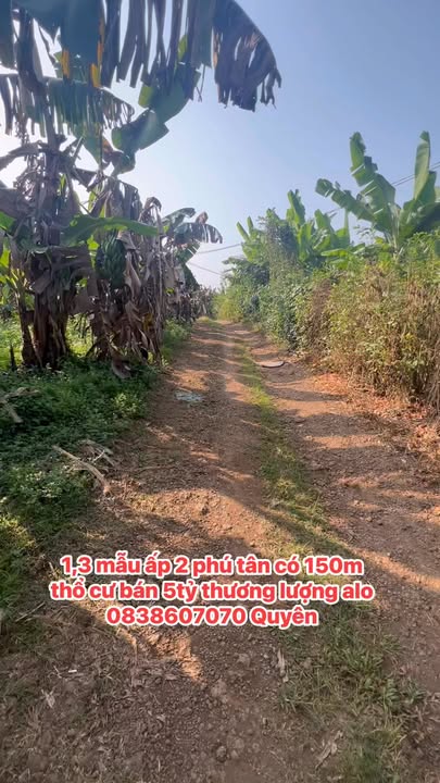 Đất nông nghiệp 1 mẫu 3 tại Ấp 2, Phú Tân - Đầu tư sinh lời ngay!