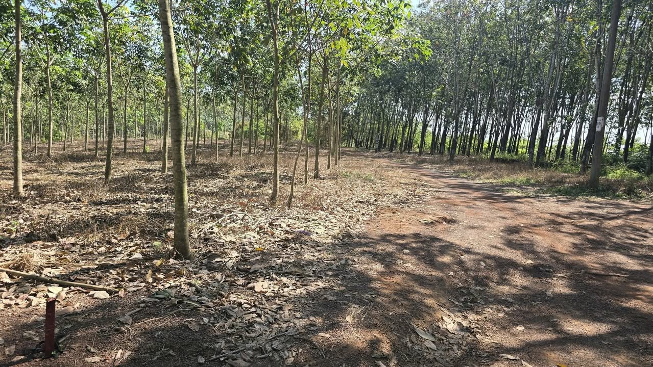 Đất nền Tân Lợi - Đồng Phú - Đồng Nai 1260m² giá chỉ 400 triệu - Tiềm năng tăng giá cao!