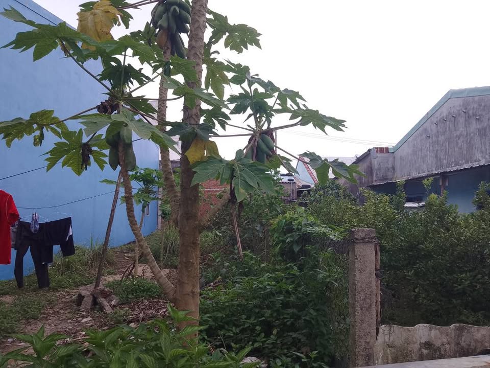 Đất nền Hội An mặt tiền đường Bến Trễ 100m² giá 2.3 tỷ - Tiềm năng khai thác cao!