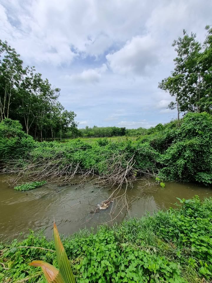 Đất nông nghiệp xã Phú Mỹ Hưng 4287m² giá 2.3 tỷ - Sổ hồng chính chủ