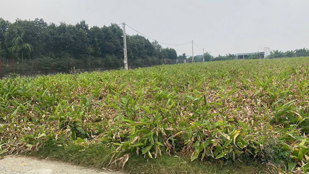 Lô đất Đồng Sương, Lương Sơn 1.000m² - Không gian sinh thái lý tưởng!