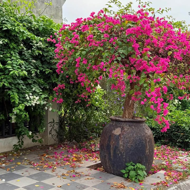 Lô đất đẹp tại đường Lê Thánh Tôn, Hải Châu, Đà Nẵng - Cơ hội đầu tư tuyệt vời!