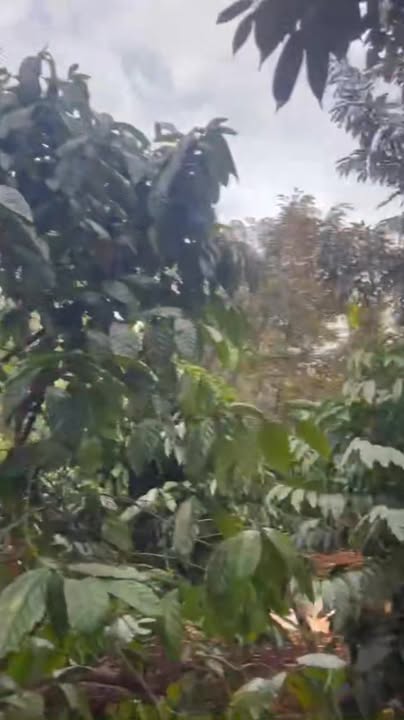 Đất Farm 1,2ha Xã Đoàn Kết - Giá 1,1 tỷ - Tiềm năng phát triển cao!