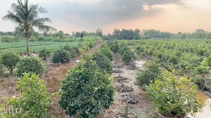 Đất nền 2000m² tại Bình Lợi, TP Thủ Đức - Giá tốt cuối năm!