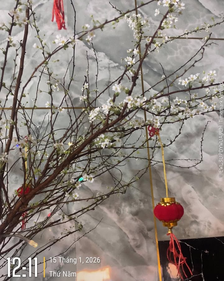 Đất nền Chư Sê 280m² giá 1.2 tỷ - Cơ hội đầu tư hấp dẫn!