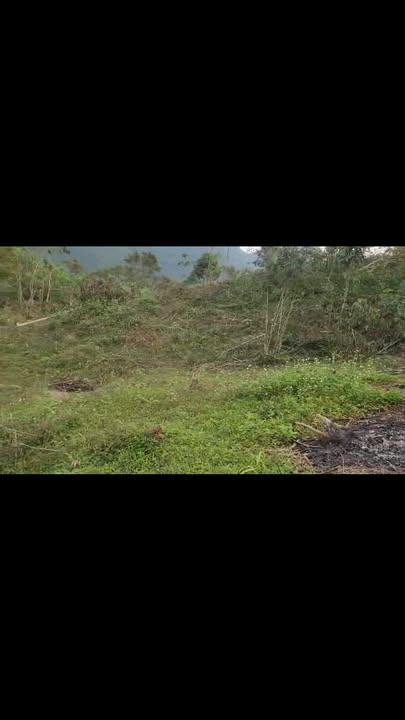 Đất rừng sản xuất Tân Kỳ 10.000m² giá 17 tỷ - Cơ hội đầu tư tuyệt vời!