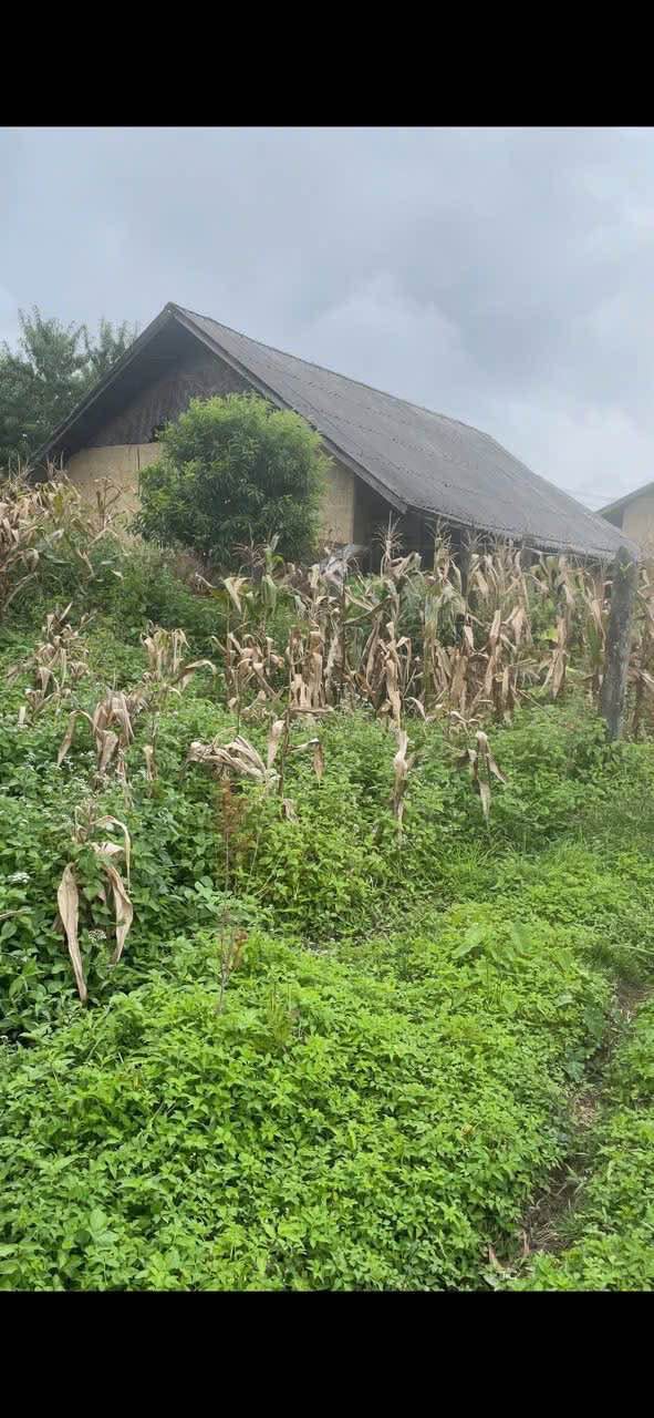 Đất Farm 5000m² tại Thôn Phìn Hồ, Lào Cai - Cơ hội đầu tư lý tưởng!