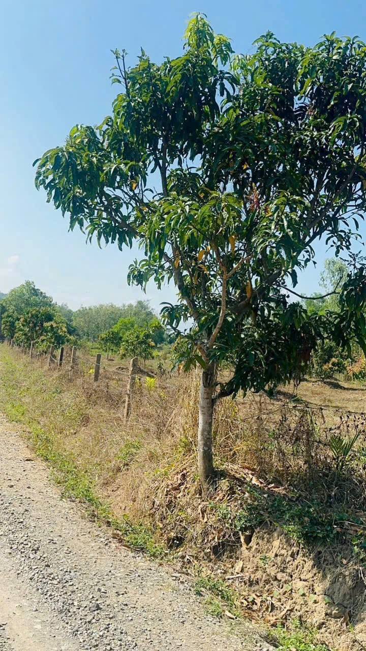 Farm tại Xã Diên Lâm, Huyện Diên Khánh 1116m² giá 450 triệu - Cơ hội đầu tư tuyệt vời!