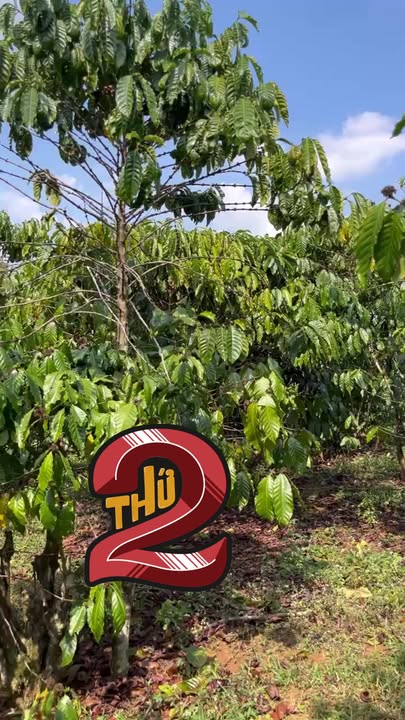 Đất nền Lộc Tân Bảo Lâm 972m² giá 1.4 tỷ - Sổ đỏ chính chủ, ô tô vào tận nơi!