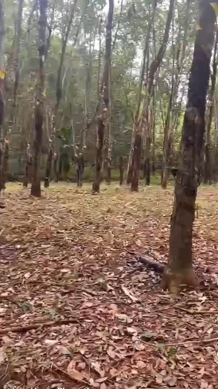 Đất vườn nghỉ dưỡng Phú Riềng 142m² giá 3.5 tỷ - Không thể bỏ lỡ!