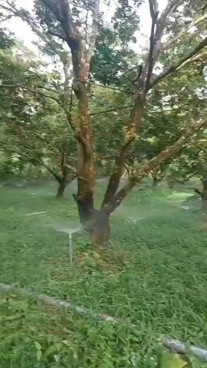 Farm 3000m² tại Ấp Phú Quới, Tiền Giang giá 2.2 tỷ - Đất trồng cây ăn trái tiềm năng!