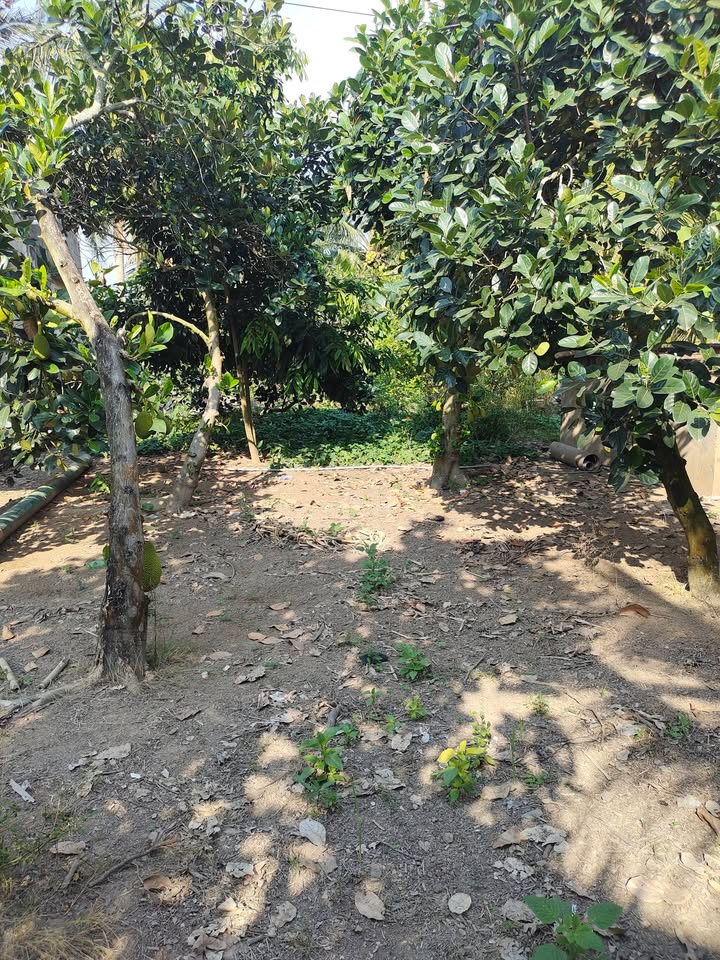 Đất nền xã Phước Lập, Huyện Tân Phước, 150m² - Giá sốc chỉ 350 triệu!