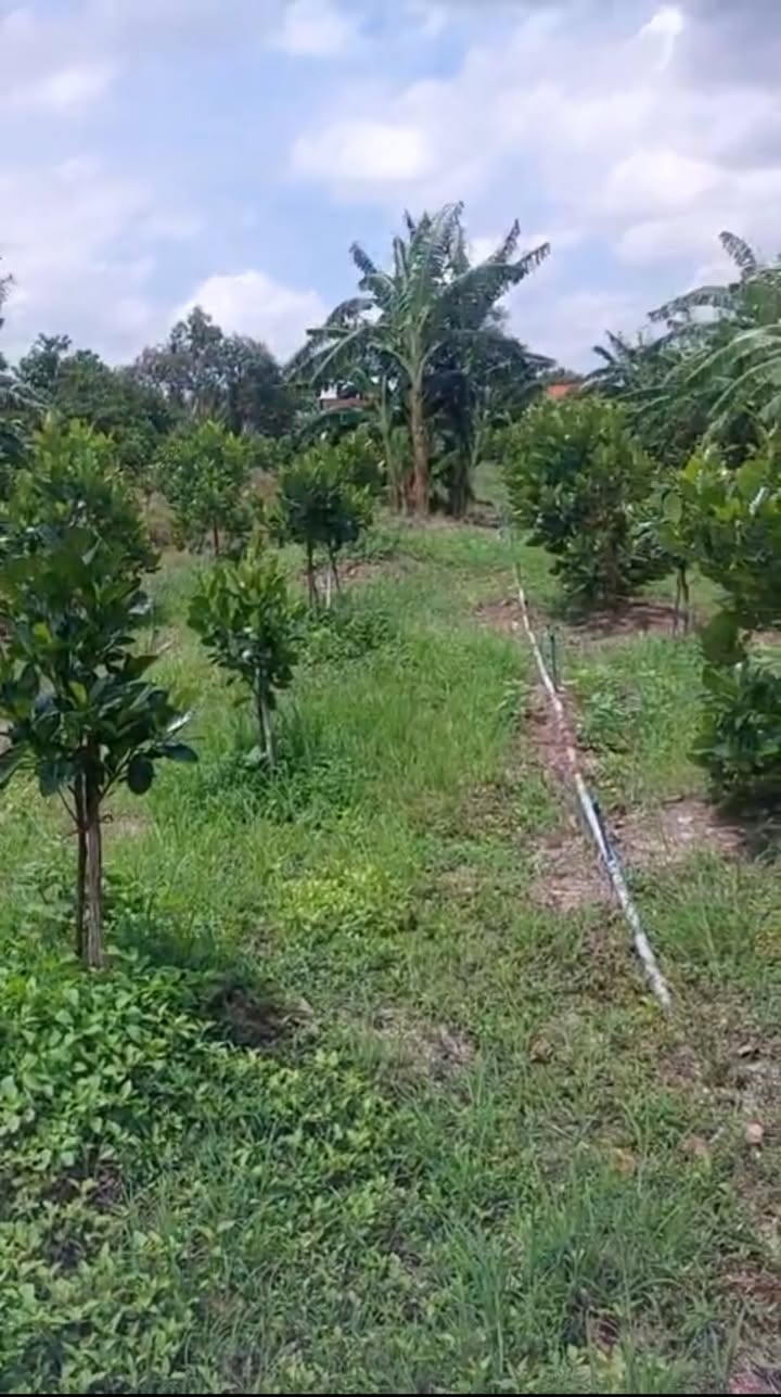 Bán vườn mít Thái 1.750m² 2 mặt tiền tại Thạnh Phú, giá 800 triệu - Cơ hội đầu tư hấp dẫn!