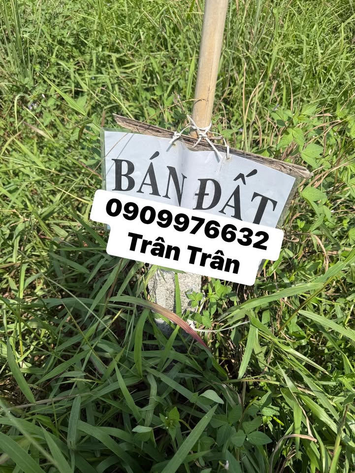 Đất cây lâu năm 300m² tại Ngãi Tứ, Tam Bình, Vĩnh Long - Giá chỉ 255 triệu